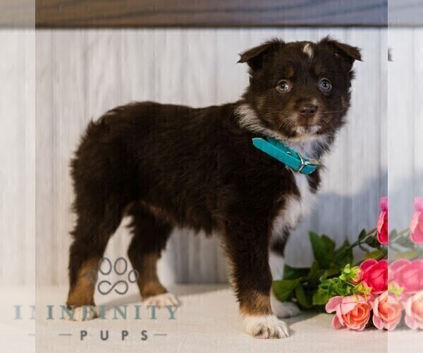 Medium Photo #4 Miniature Australian Shepherd Puppy For Sale in REBERSBURG, PA, USA