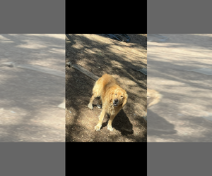 Golden Retriever Dog for Adoption in UKIAH, California USA