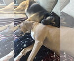 Small #5 Labrador Retriever Mix
