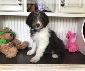Aussiedoodle Puppy for sale in HONEY BROOK, PA, USA