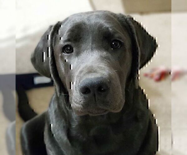 Medium Photo #31 Labrador Retriever Puppy For Sale in DENVER, CO, USA