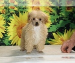 Pretzel - Male Poodle (Toy) Puppy for Sale - Photo #18