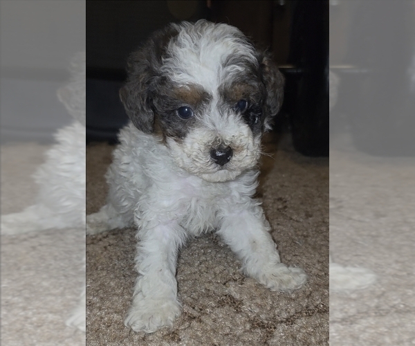 Medium Photo #7 Poodle (Toy) Puppy For Sale in DYERSBURG, TN, USA