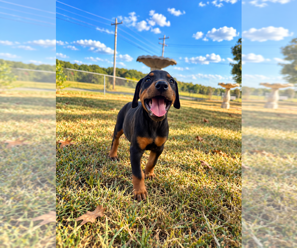 Medium Photo #2 Doberman Pinscher Puppy For Sale in TAHLEQUAH, OK, USA