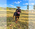 Small #1 Doberman Pinscher