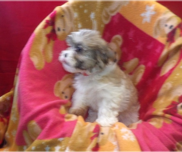 Medium Photo #4 Mal-Shi Puppy For Sale in PATERSON, NJ, USA