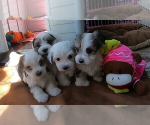 Morkie Puppy for sale in DELAND, FL, USA