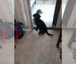 Small #1 Alaskan Malamute-Labrador Retriever Mix