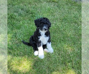 Sheepadoodle Puppy for sale in COLUMBIA, MO, USA