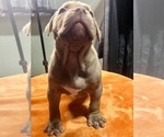 Small Photo #25 American Bully Puppy For Sale in SNELLVILLE, GA, USA