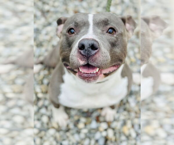 Medium Photo #2 Mutt Puppy For Sale in Jackson , NJ, USA