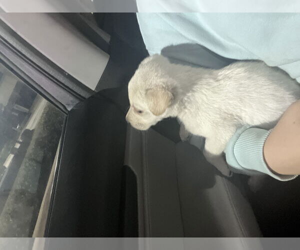 Medium Photo #9 Labrador Retriever-Unknown Mix Puppy For Sale in The Woodlands, TX, USA