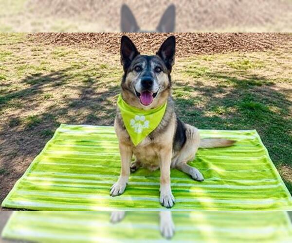 Medium Photo #5 German Shepherd Dog Puppy For Sale in Orange, CA, USA