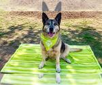Small #4 German Shepherd Dog