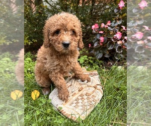 Cockapoo Puppy for sale in MIDDLEBURY, IN, USA