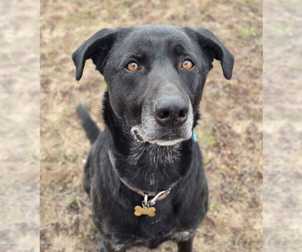Medium Photo #4 Labrador Retriever-Unknown Mix Puppy For Sale in Lakewood, CO, USA