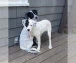 Small #3 Mutt