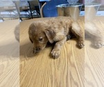 Small Photo #12 Golden Retriever Puppy For Sale in BRANDON, FL, USA
