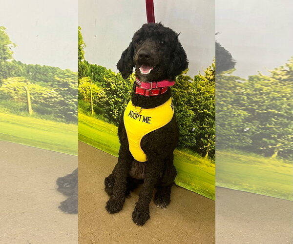 Medium Photo #1 Poodle (Standard) Puppy For Sale in Munford, TN, USA