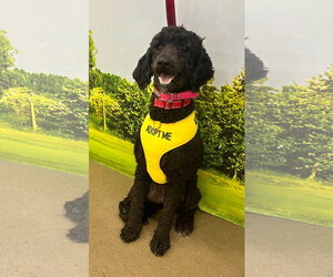 Poodle (Standard) Dogs for adoption in Munford, TN, USA