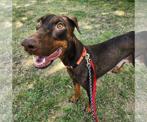 Freya - Female Doberman Pinscher Dog for Adoption - Photo #5