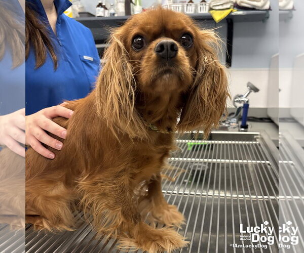 Medium Photo #1 Cavalier King Charles Spaniel-Unknown Mix Puppy For Sale in Washington, DC, USA