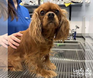 Cavalier King Charles Spaniel-Unknown Mix Dogs for adoption in Washington, DC, USA