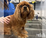 Small Cavalier King Charles Spaniel Mix