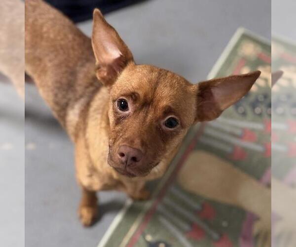 Medium Photo #1 Chihuahua-Unknown Mix Puppy For Sale in San Diego, CA, USA