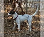 Small #1 Rat Terrier Mix