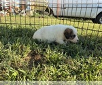 Small #2 Great Bernese