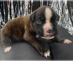 Small #5 Boxer