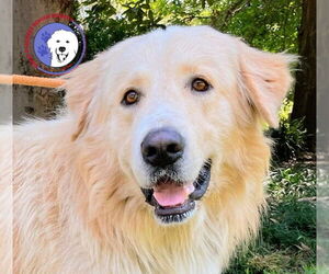 Great Pyrenees Dogs for adoption in Spring, TX, USA