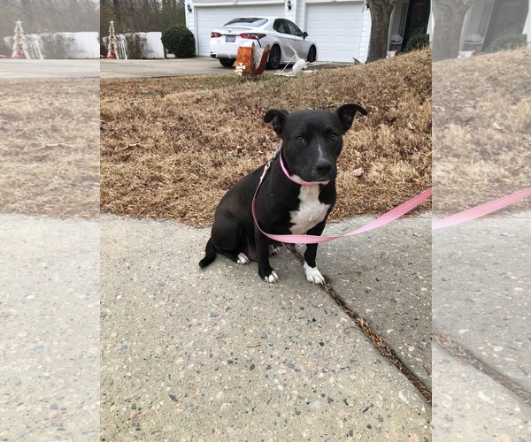 Medium Photo #18 American Staffordshire Terrier-Unknown Mix Puppy For Sale in Holly Springs, NC, USA
