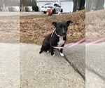 Small #17 American Staffordshire Terrier Mix