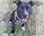 Small #7 American Pit Bull Terrier Mix