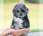 Puppy Oreo Fluff Poodle (Toy)