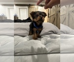 Small Photo #2 Yorkshire Terrier Puppy For Sale in HACIENDA HEIGHTS, CA, USA
