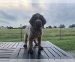 Puppy Puppy 7 Wirehaired Pointing Griffon