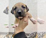 Small #10 Mutt