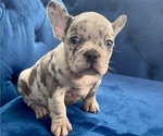 Small Photo #15 French Bulldog Puppy For Sale in GLENDALE, CA, USA