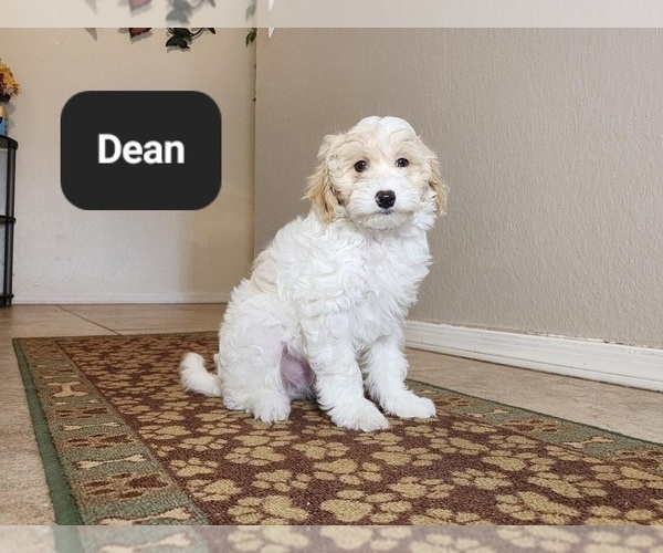 Medium Photo #6 Poovanese Puppy For Sale in TUCSON, AZ, USA