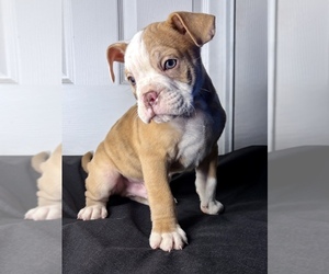 Olde English Bulldogge Puppy for sale in BAY POINT, CA, USA