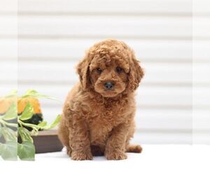 Goldendoodle (Miniature) Puppy for sale in RONKS, PA, USA