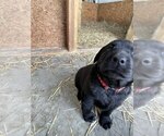 Small Photo #4 Labrador Retriever Puppy For Sale in EDINBURG, VA, USA