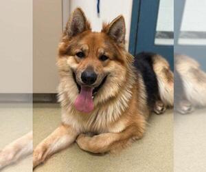 German Shepherd Dog-Unknown Mix Dogs for adoption in Incline Village, NV, USA