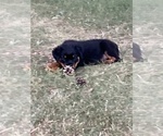 Small Photo #3 Rottweiler Puppy For Sale in REMER, MN, USA