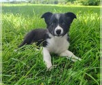 Small Photo #112 Border Collie Puppy For Sale in NORBORNE, MO, USA