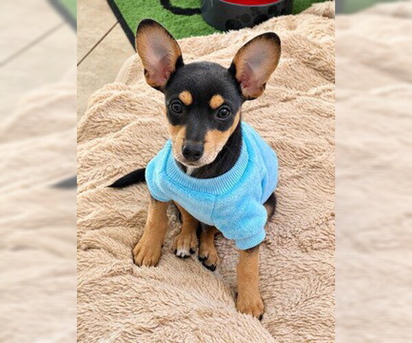 Medium Photo #1 Chihuahua-Unknown Mix Puppy For Sale in Fremont, CA, USA
