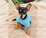 Carl - Male Chihuahua-Unknown Mix Dog for Adoption - Small photo